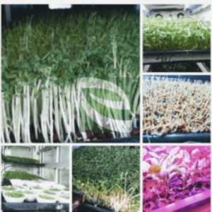 Automatic Sprouts and Microgreen Machines