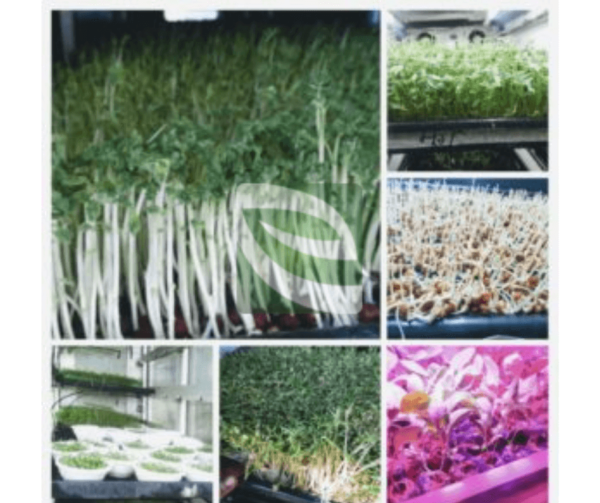 Automatic Sprouts and Microgreen Machines