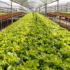 Organic hydroponics lettuce cultivation farm.