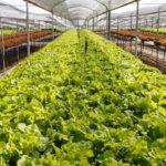 Organic hydroponics lettuce cultivation farm.