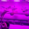 Hydroponic indoors setup with artificial lights