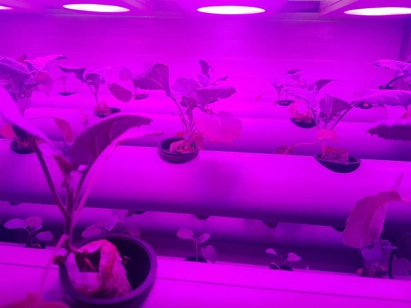 Hydroponic indoors setup with artificial lights