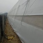 Fan and Pad Greenhouse6