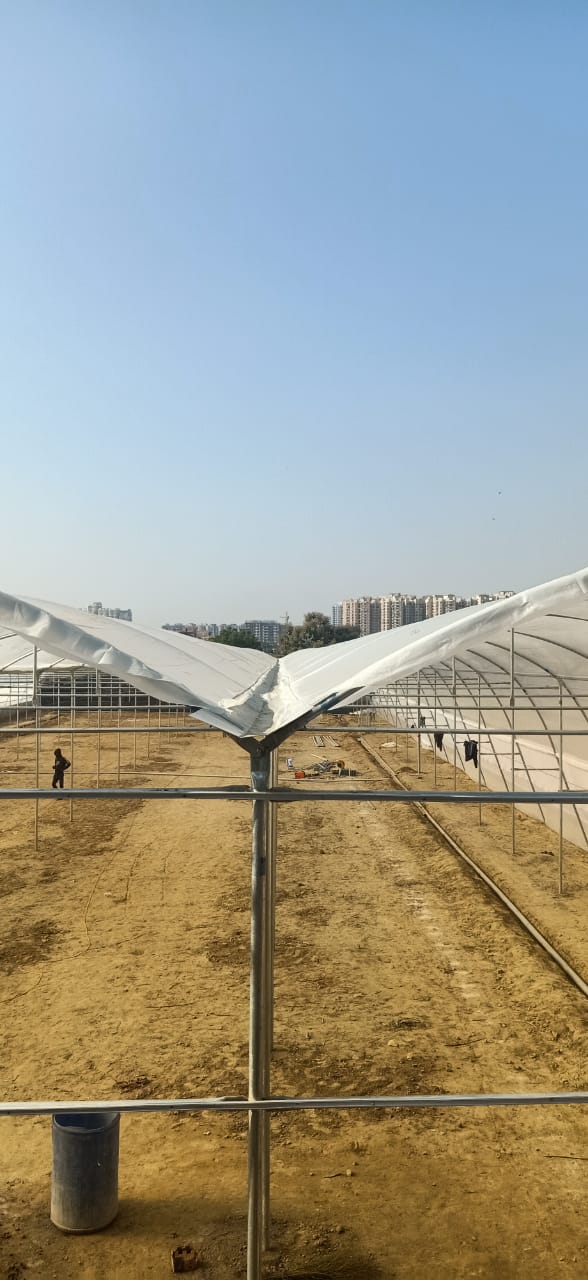 Fan and Pad Greenhouse2