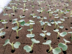 grow seedling using oasis cubes