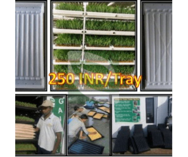 Hydroponic Fungus Product Tray