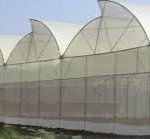 Naturally ventilated greenhouse7