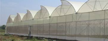 Naturally ventilated greenhouse7