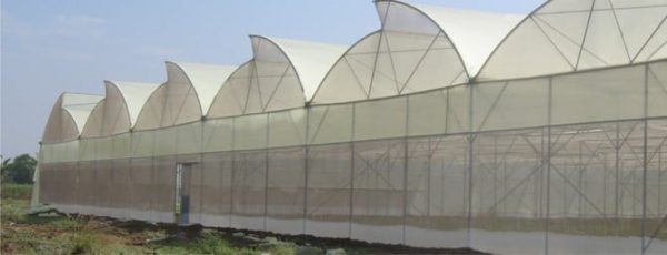 Naturally ventilated greenhouse5