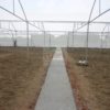 Naturally ventilated greenhouse3