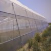 Naturally ventilated greenhouse