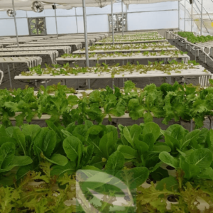 Hydroponic Commercial Vegetable Farms