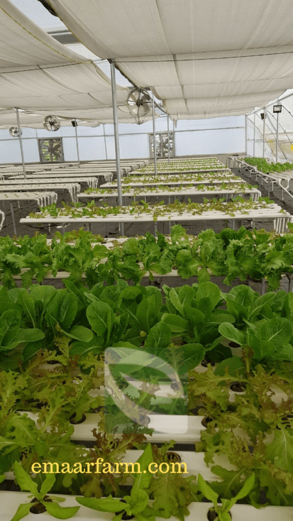 Hydroponic Commercial Vegetable Farms